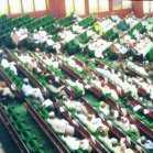 BNW National Assembly